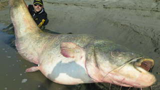 Monster 280-pound catfish caught in Italy